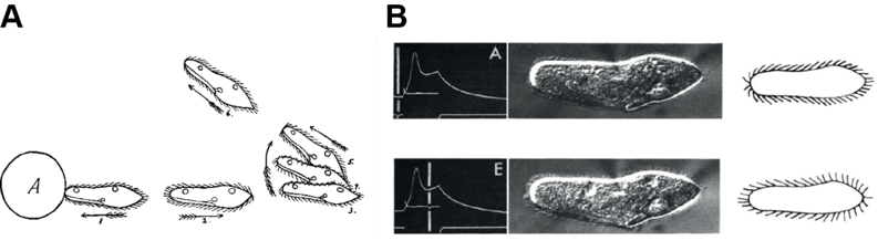 The Neuromotor Apparatus of Paramecium